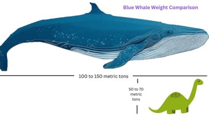 1/200 of a blue whale's weight perhaps