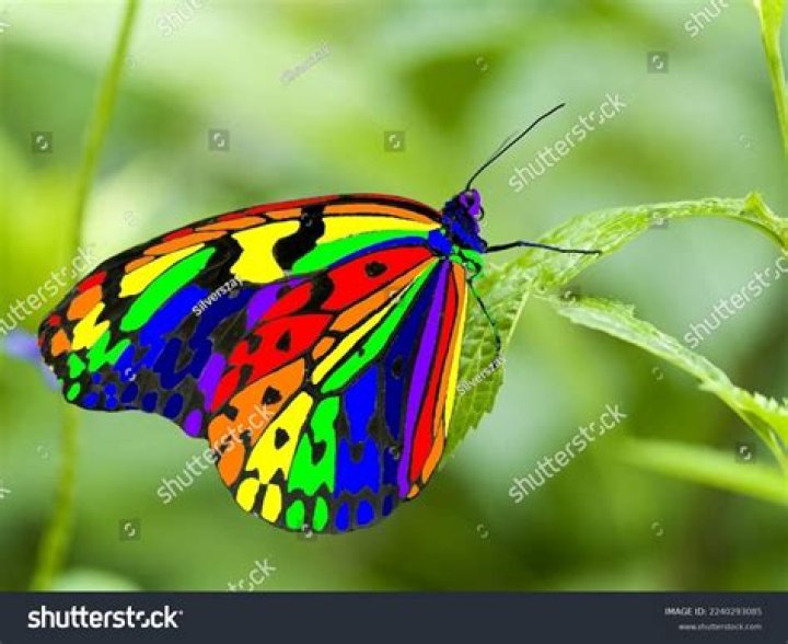 (6/6) The beautiful butterfly is now ready to spread its 34d and ___