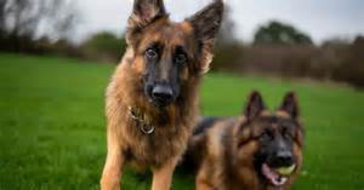 A shepherd guards her