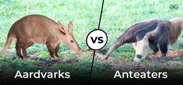 Aardvarks eat them