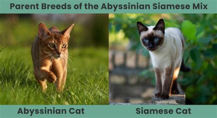 Abyssinian or Siamese for example