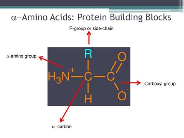 ___ acid (protein building block)