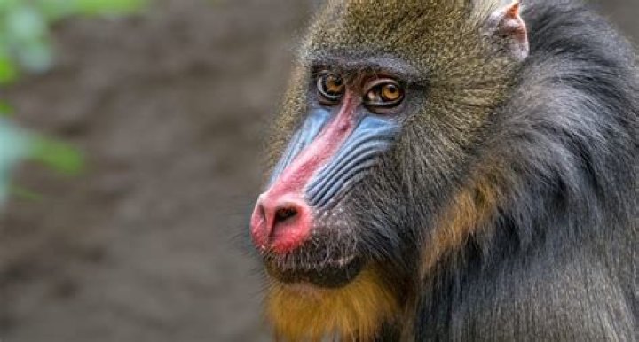 African monkey related to the mandrill
