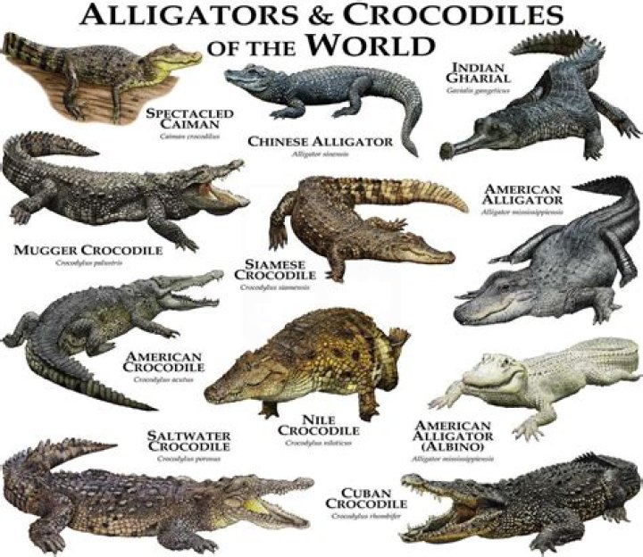 Alligator relative