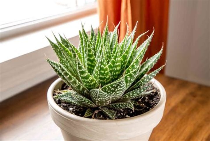 Aloe ___ succulent that increases white blood cell count