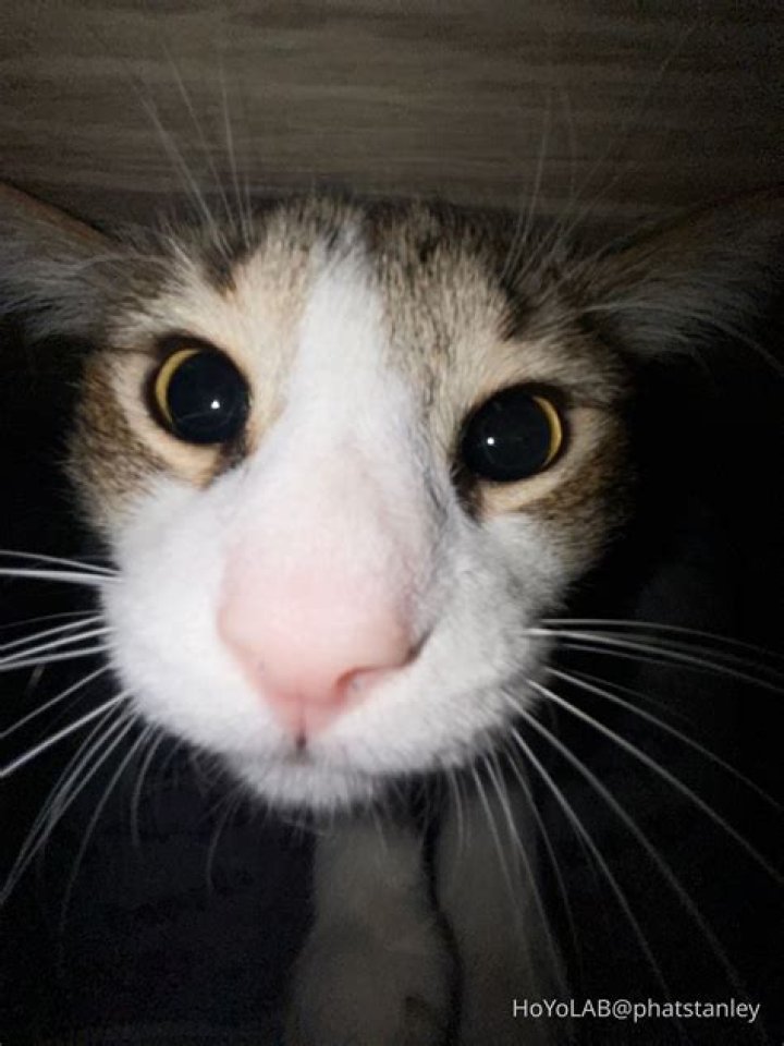 ___ and aah (indicate amazement)