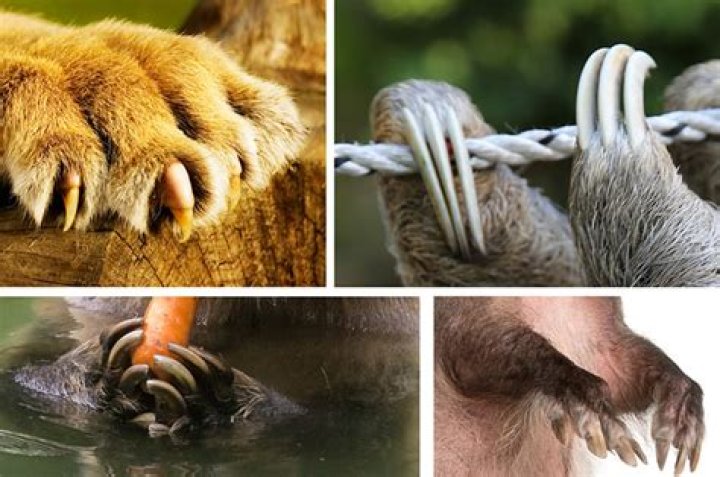 Animal foot with claws