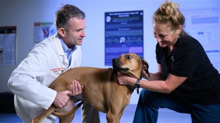Animal physicians for short