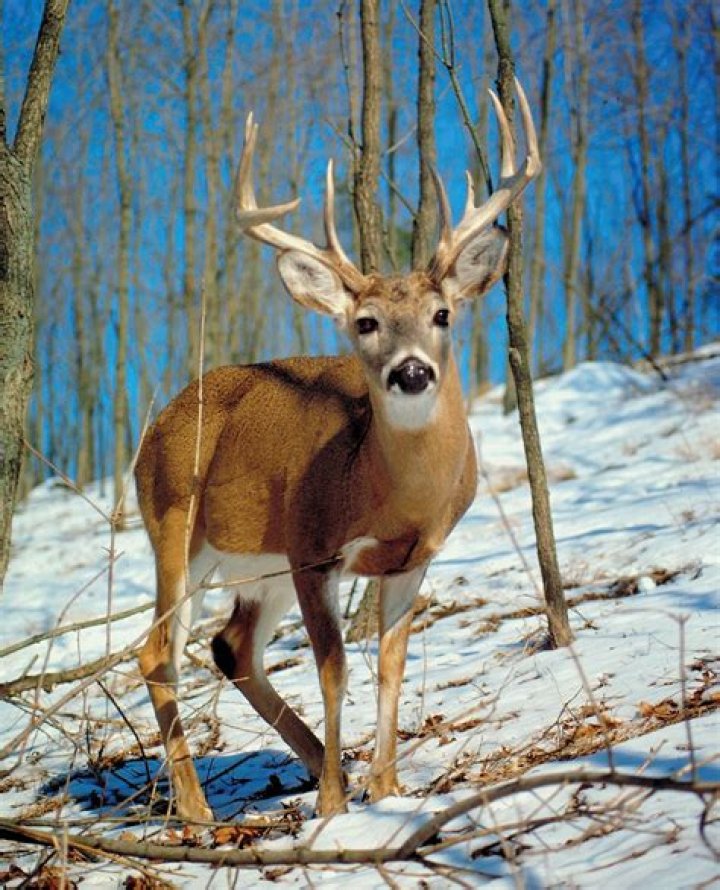 Animal such as a whitetail