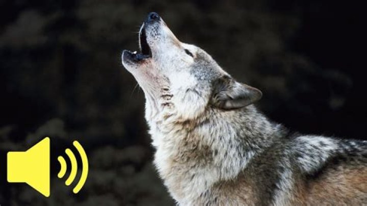 Animal that might say Woof!