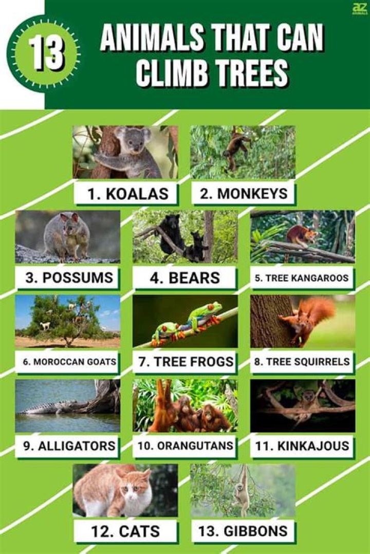 Animal that provides pork