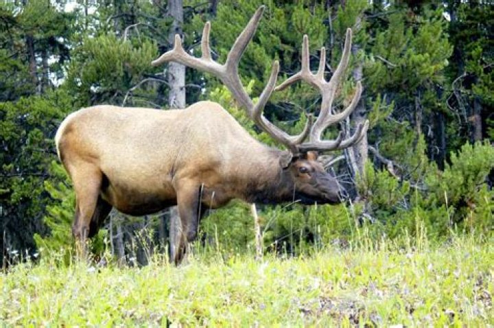Antlered animal in Yellowstone