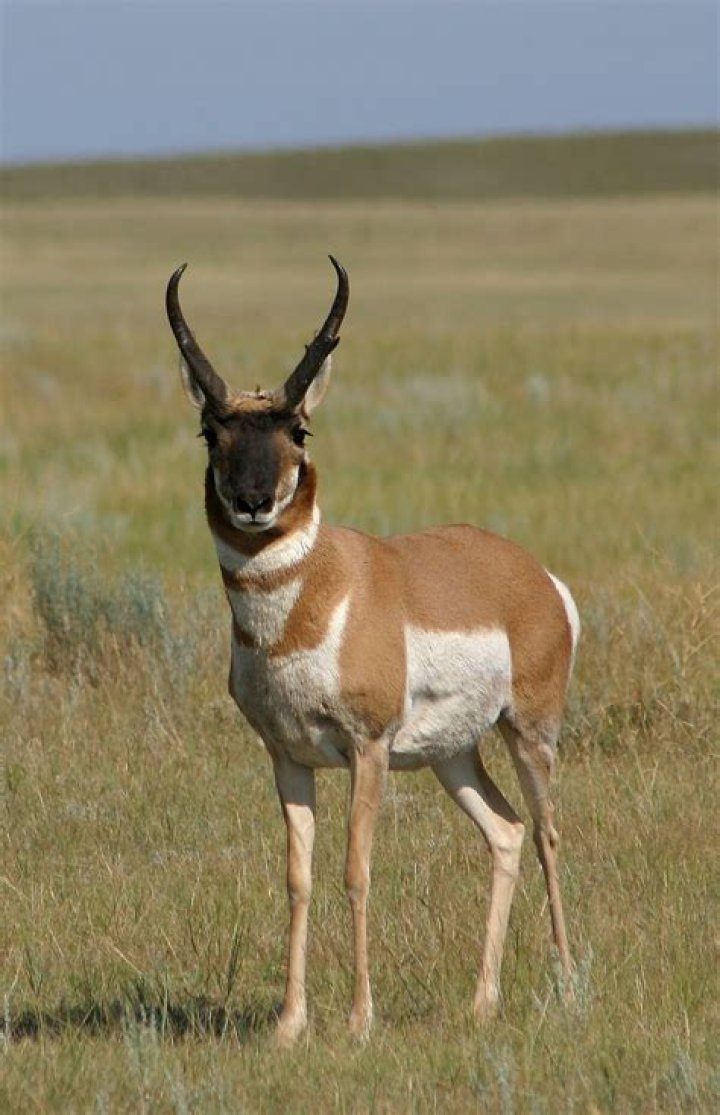 Antlered grazer in the Great Plains