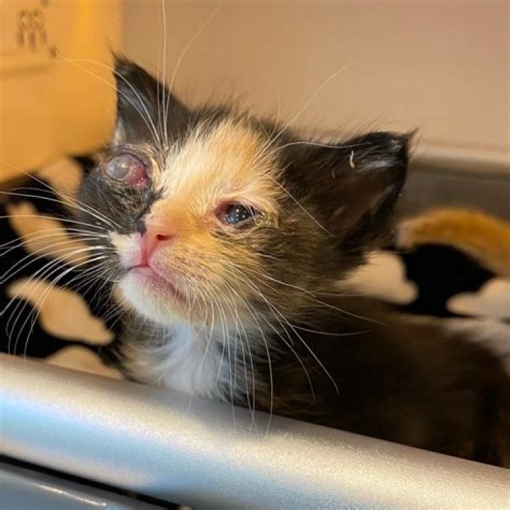 ___ as a kitten (not strong)