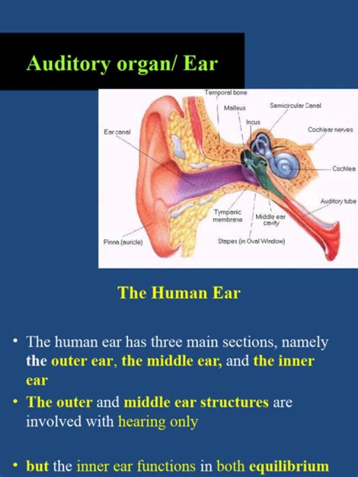 Auditory organ