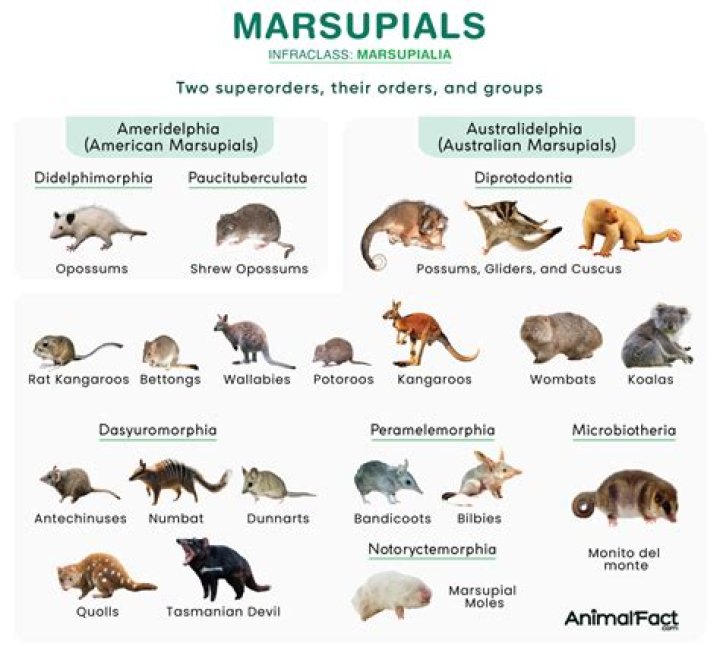 Aussie marsupial that hops informally