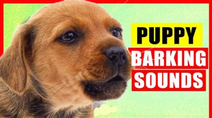 Barking sound from a puppy