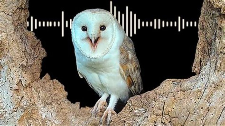 Barn owl's noise