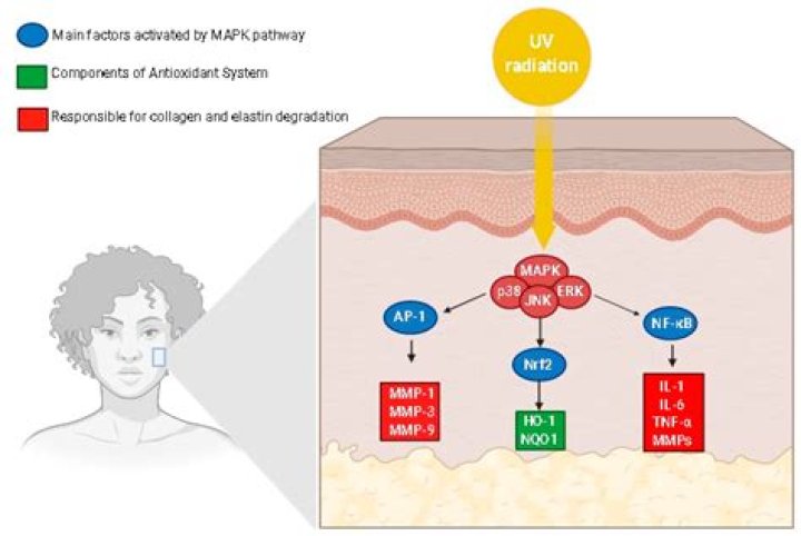 Berry said to have anti-aging properties