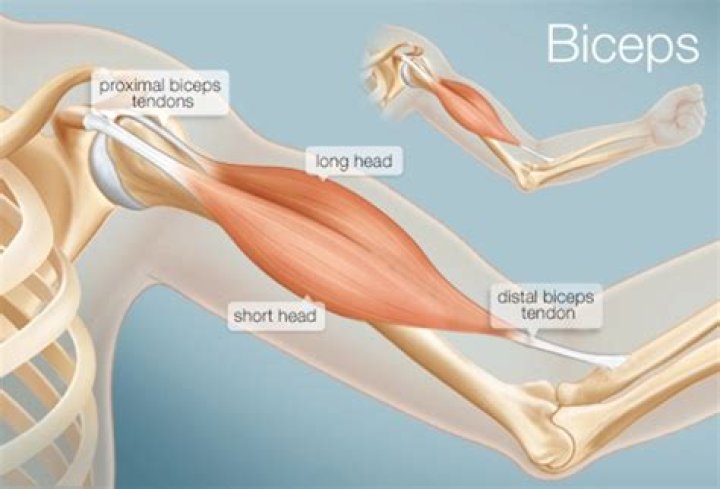 Biceps site