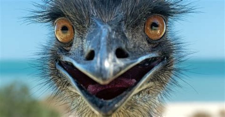 Big birds in Australia