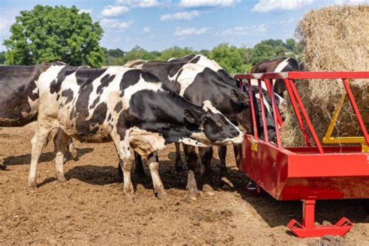 Big bundles of cattle feed seen on farms: 2 wds.