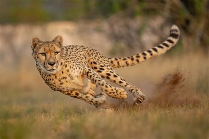 Big cat known for its running speed