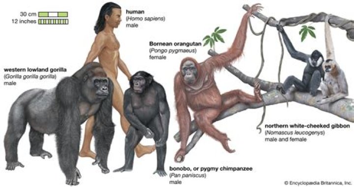Big primates