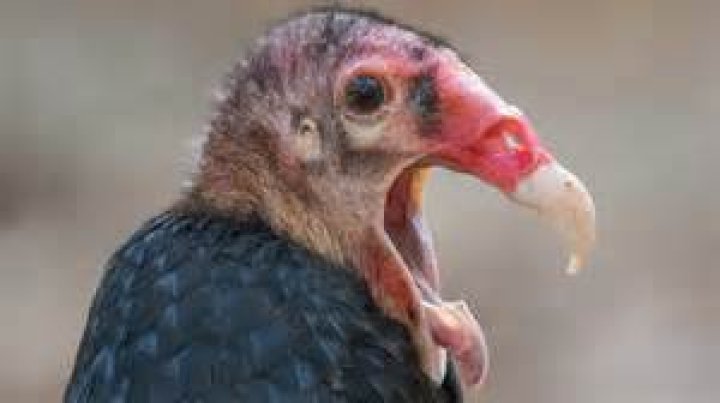 Bird of ___ (vulture for example)