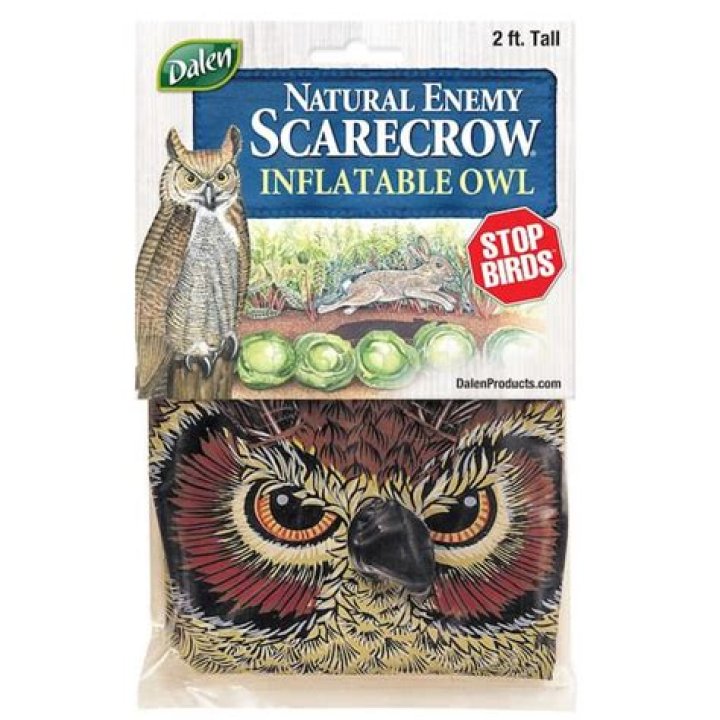 Bird that a corn farmer tries to scare away