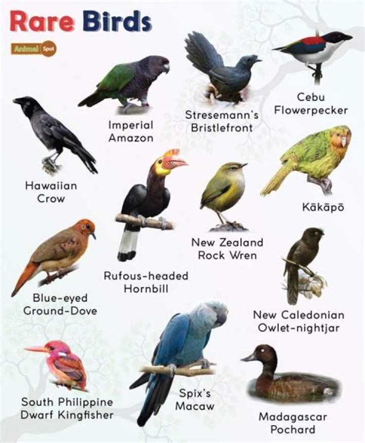 Birds whose group is known as a gaggle