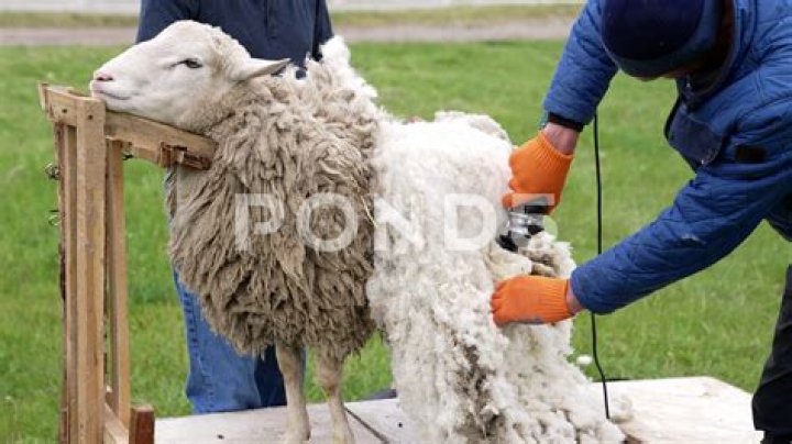 Bleat heard while shearing sheep