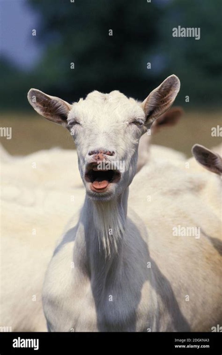 Bleating female animals