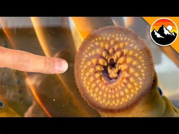 Bloodsucking parasite