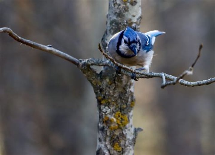 Blue jay's bill
