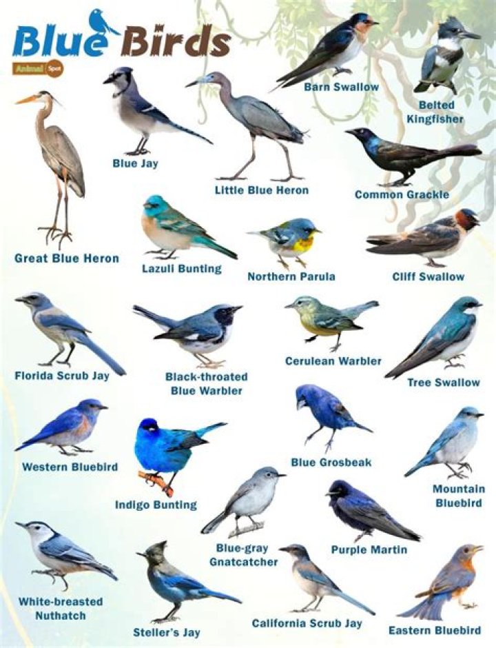 Blue ___ (type of bird)