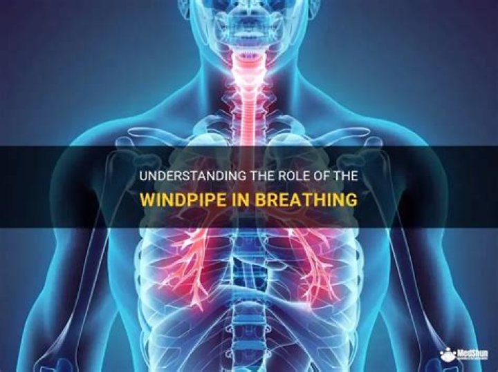 Body part at the lower end of the windpipe