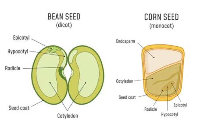 Body part that might develop a corn
