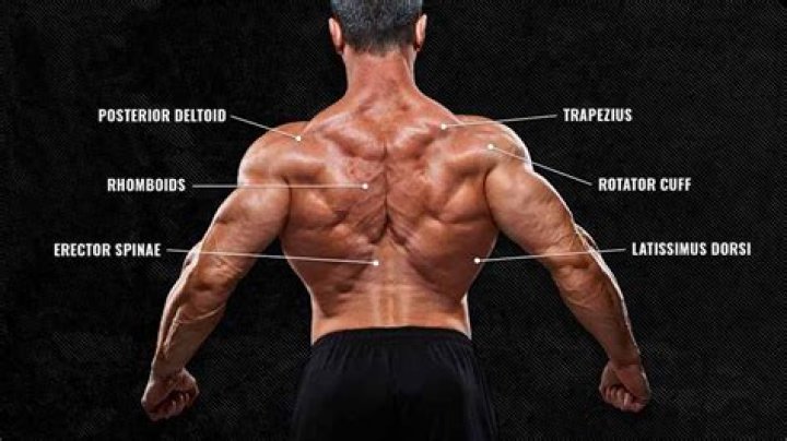 Bodybuilder's back muscle for short