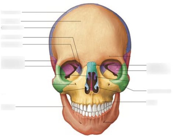 Bone in the lower part of the face