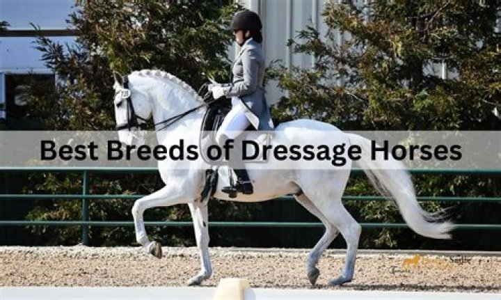 Braided hair on the back of a dressage horse's neck