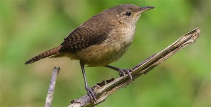 Brown songbird of South Carolina