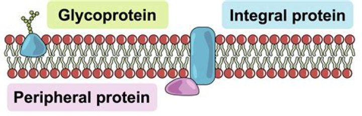 Building block for proteins: 2 wds.