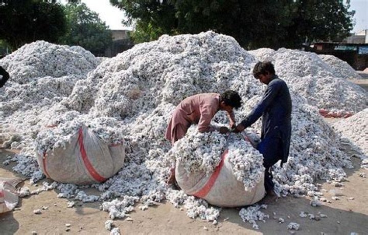 Bundle of cotton
