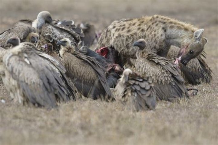 Cackling scavenger animal