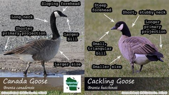 Call from a goose