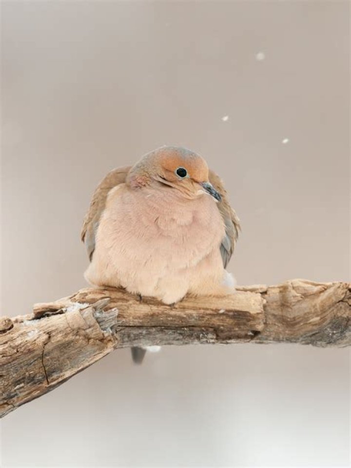 Call of a dove Crossword Clue