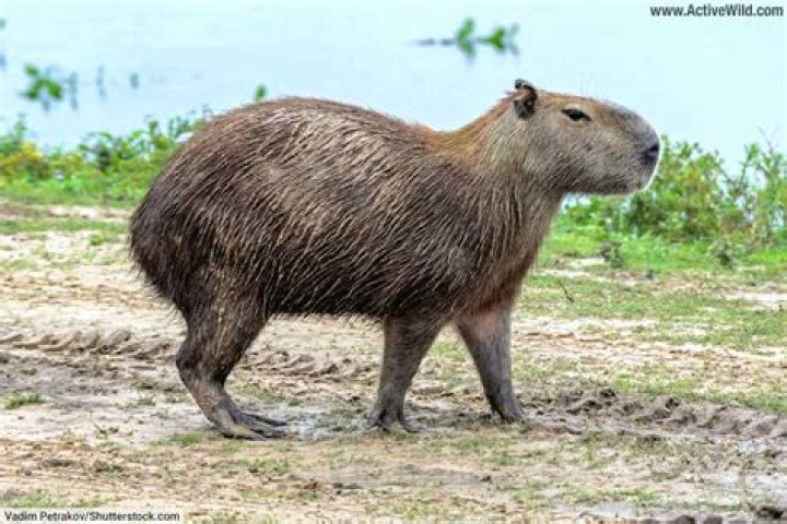 Camel-like animal of South America