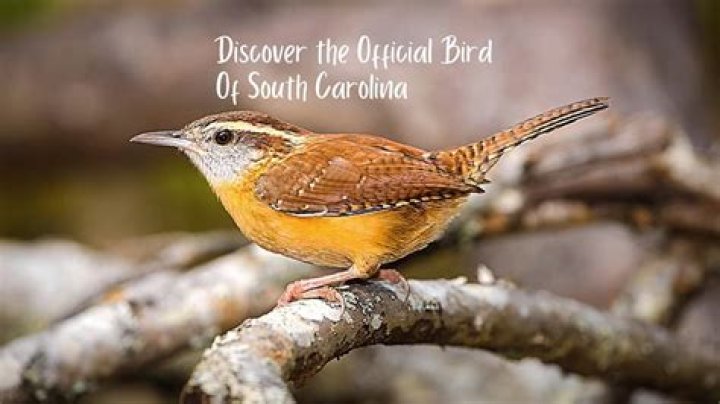 Carolina ___ (bird on South Carolina's state quarter)