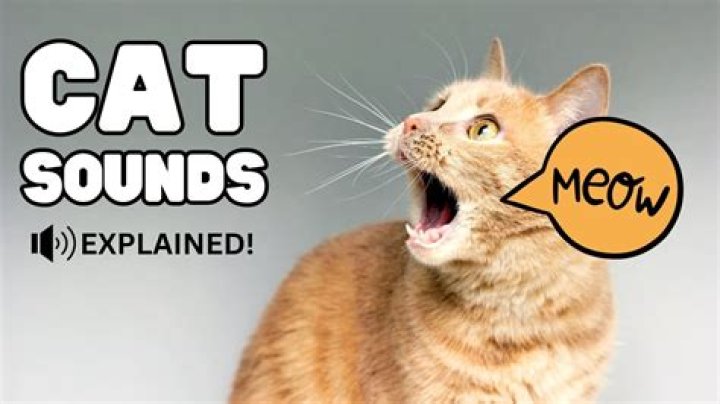 Cat's sound during a belly rub